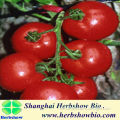 Chinese HS-Ruiyou223 F1 Hybrid Tomato seeds for planting